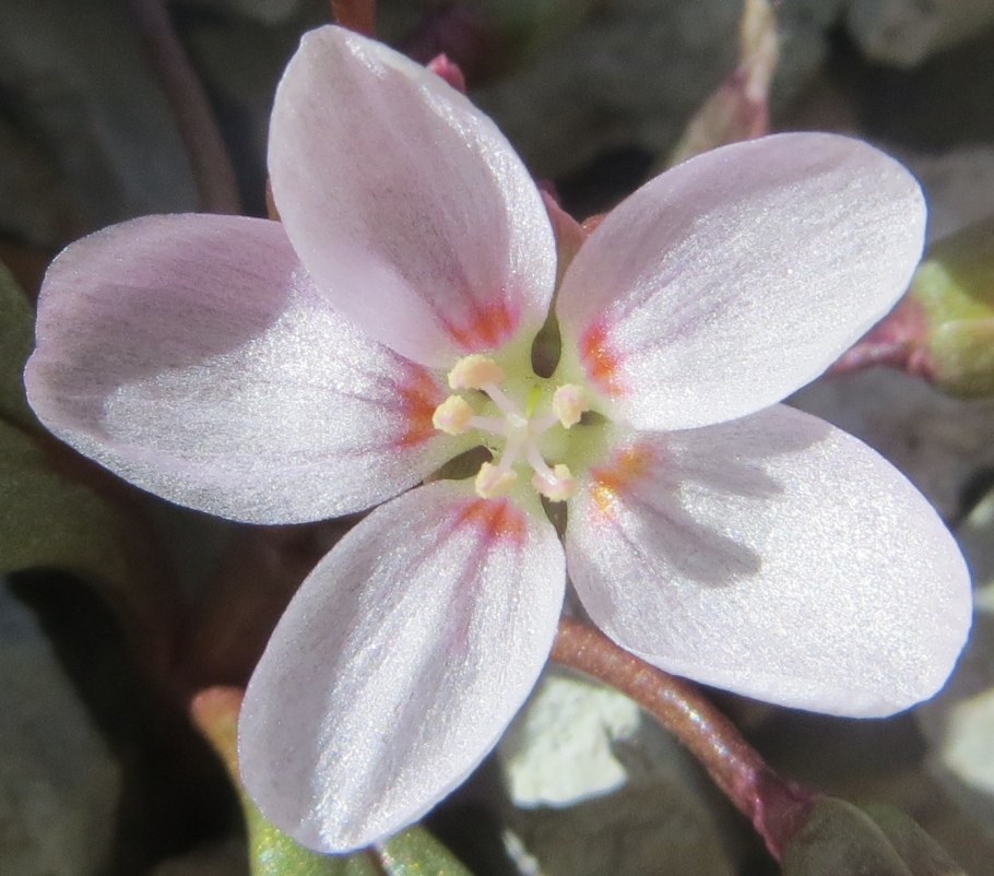 Клайтония остролистная