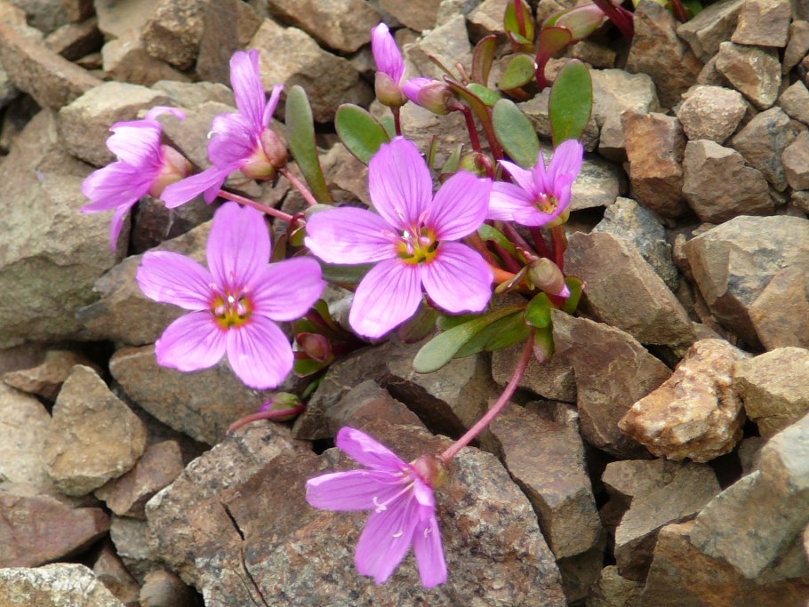 Клейтония Расцветающая