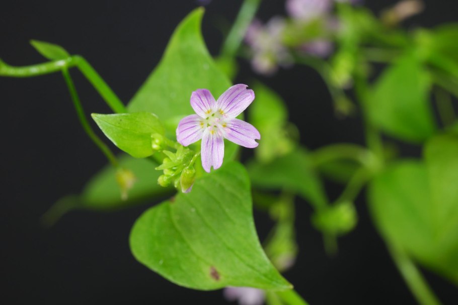 Клайтония Арктическая