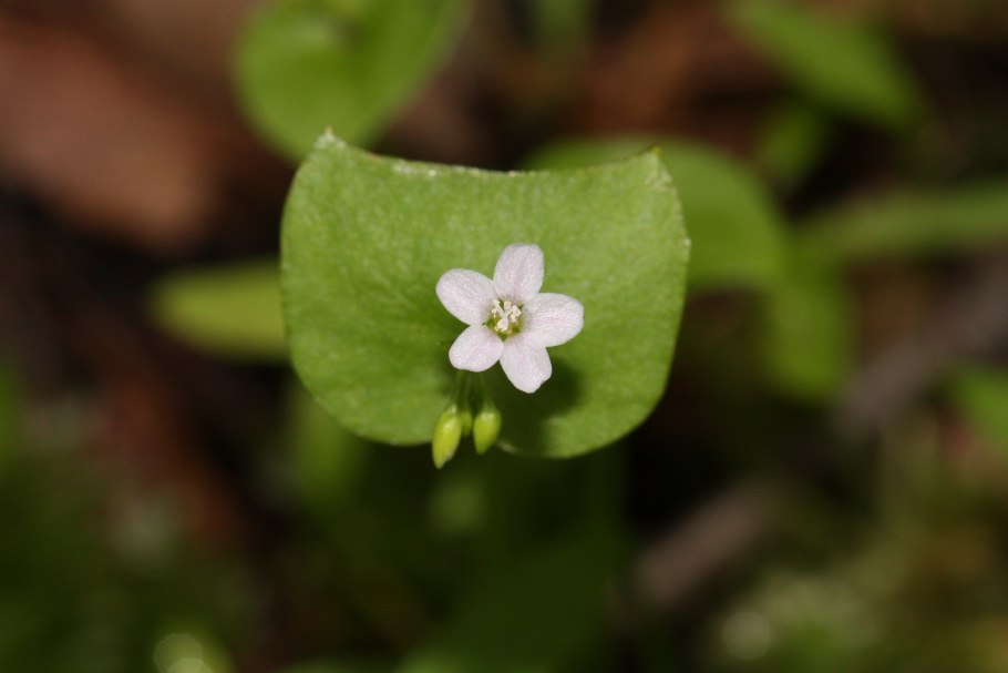 Клейтония соседи