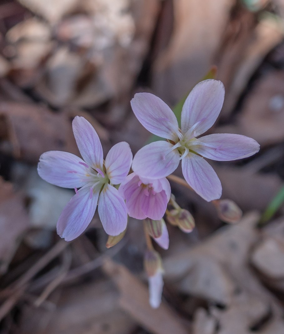 Клейтония виргинская