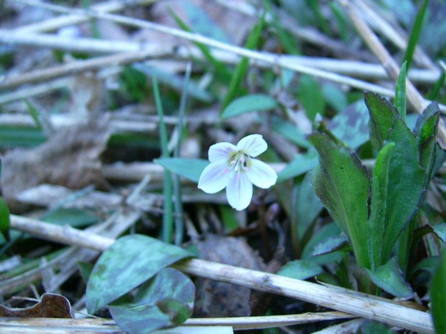 Клейтония Сочавы латынь