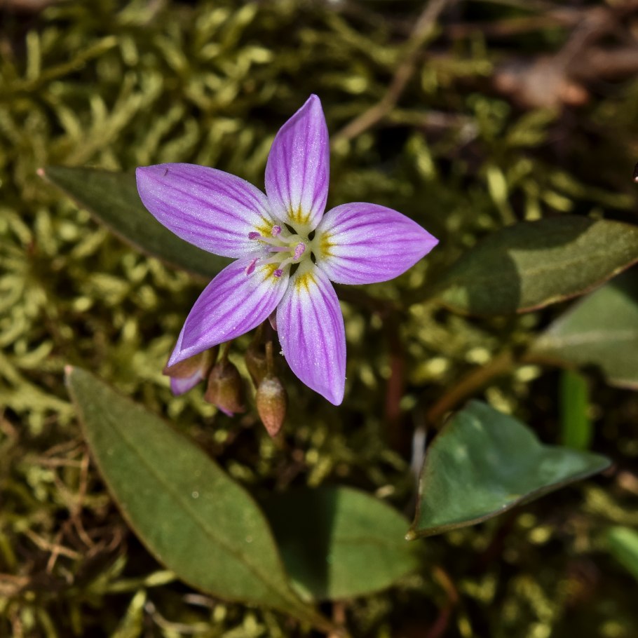 Claytonia perfoliata