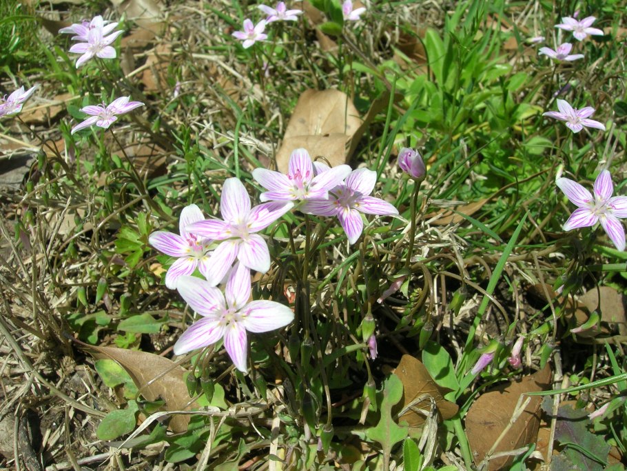 Claytonia sibirica
