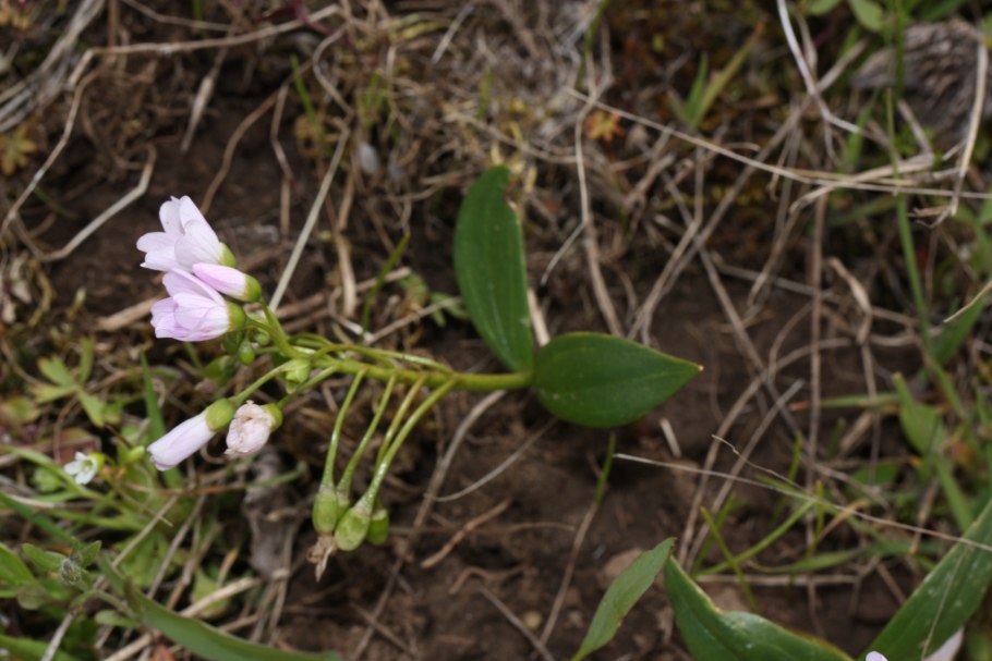 Claytonia perfoliata