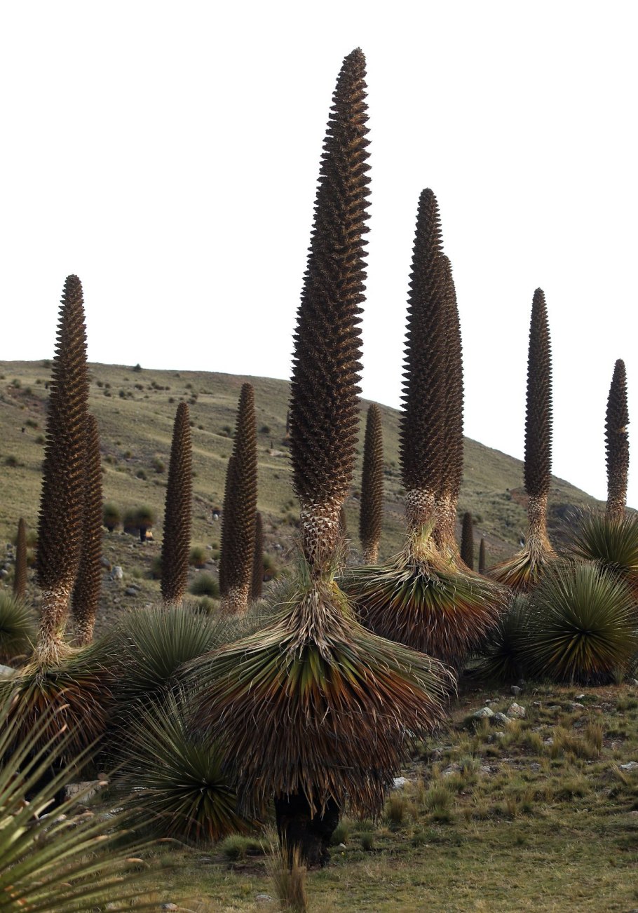 Цветок Пуйя Раймонда