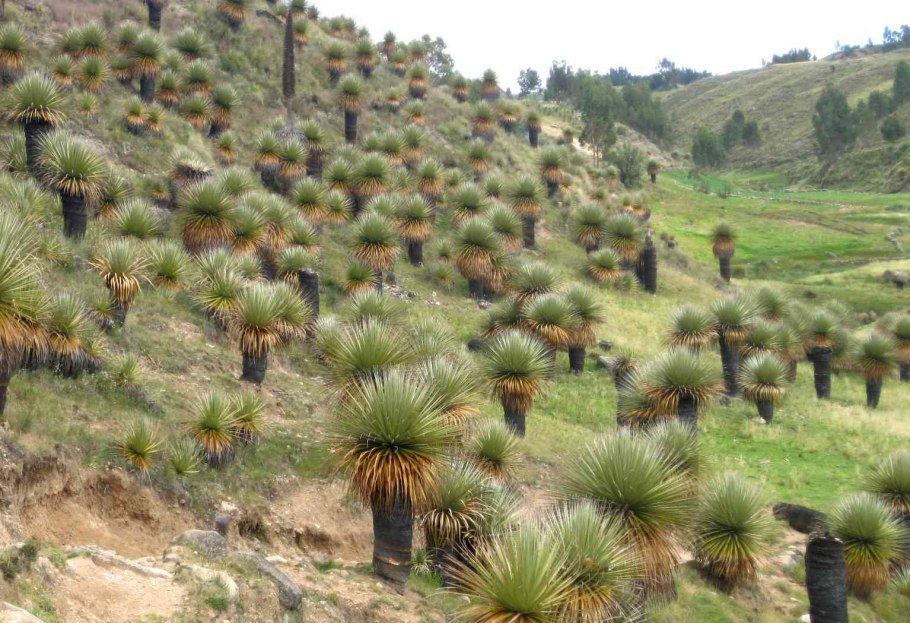 Пуйя Раймонда (Puya raimondii)