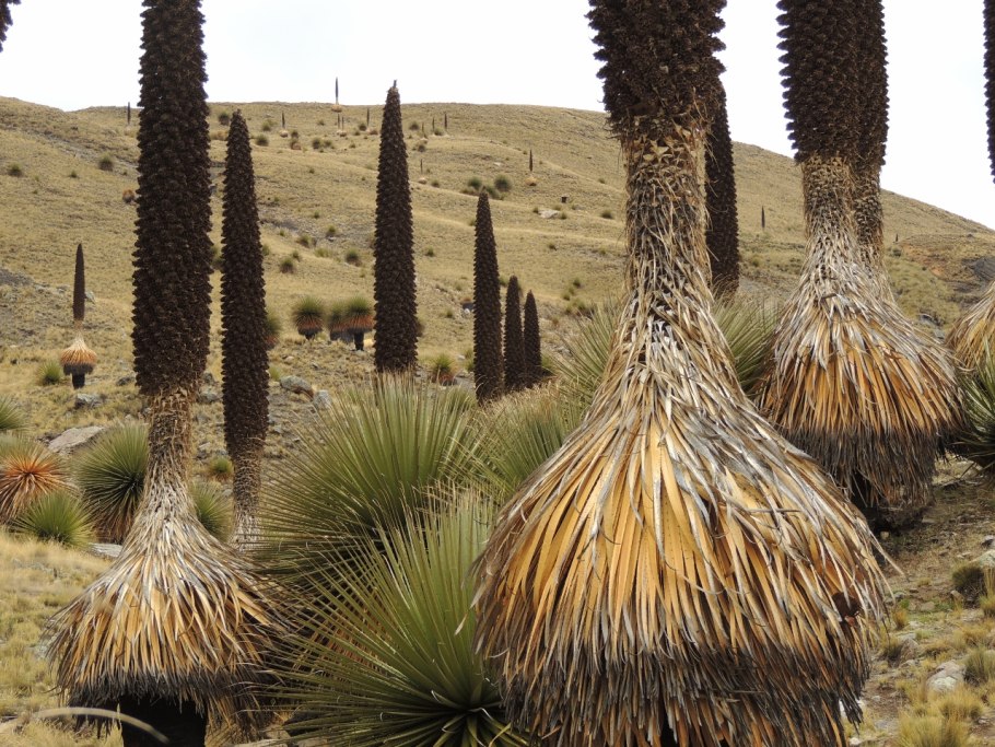 Пуйя Раймонда (Puya raimondii)