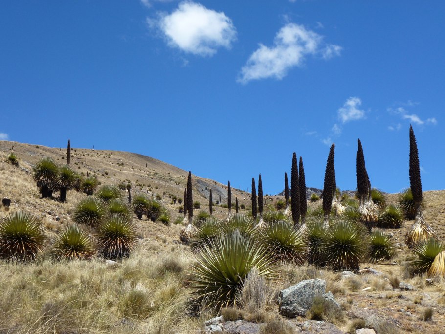 Пуйя Раймонди растение