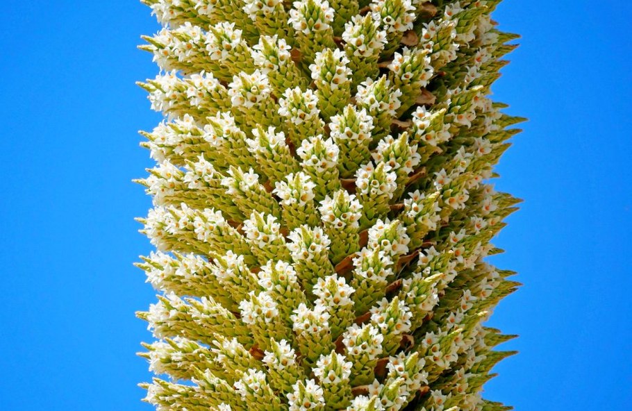 Пуйя Раймонда Перу