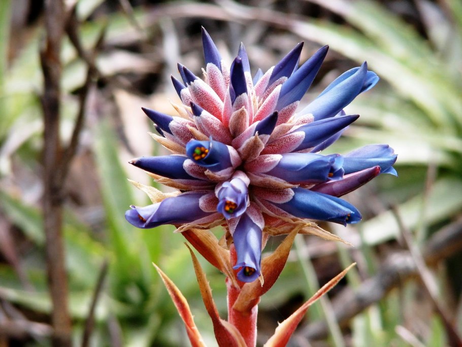 Пуйя раймондии