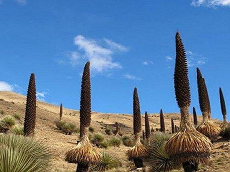 Пуйя Раймонди цветение