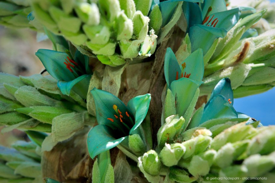 Пуйя Чилийская овцеед