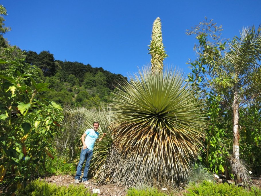 Растение Пуйя Раймонда
