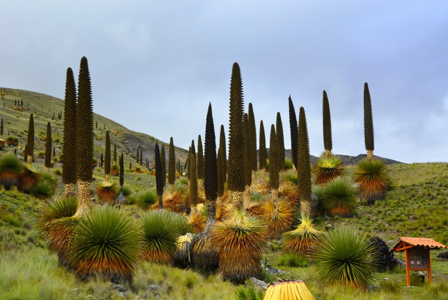 Пуйя Раймонди растение