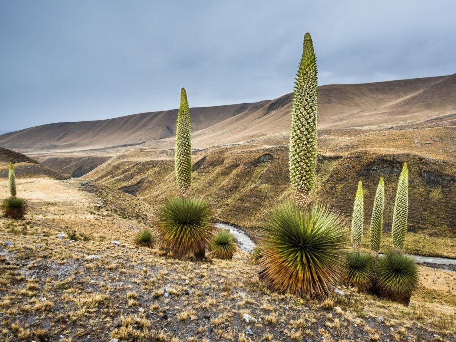 Пуйя раймондии