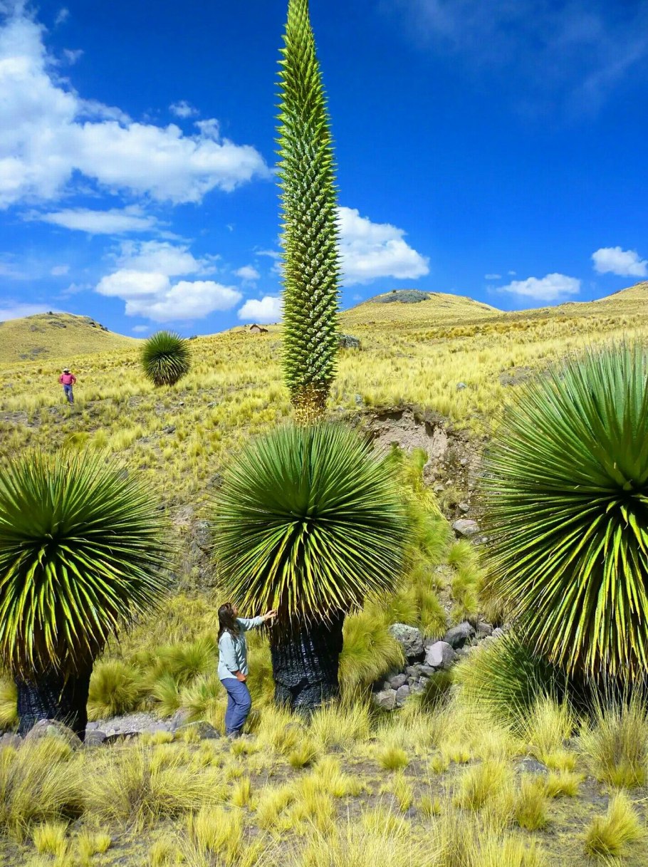 Пуйя Раймонди растение