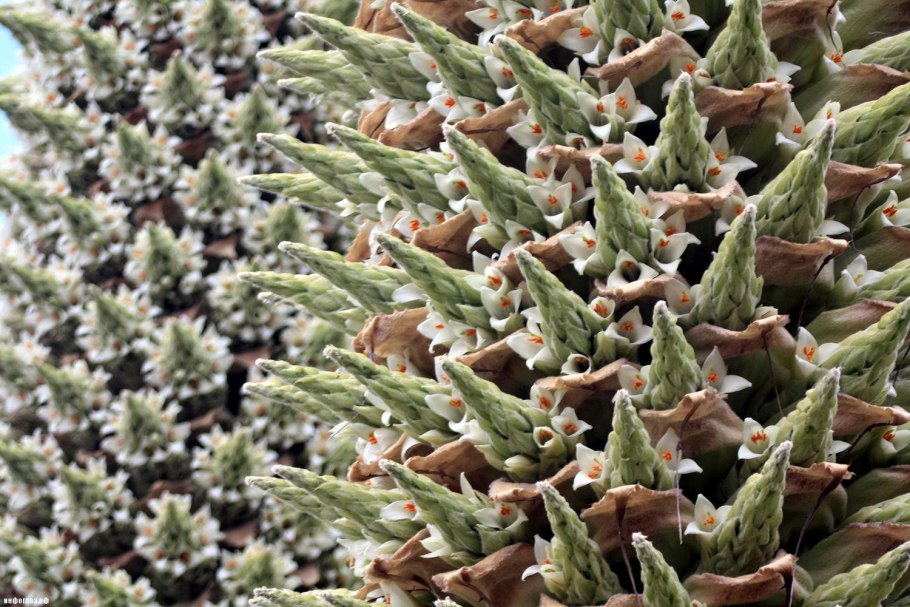 Пуйя бирюзовая