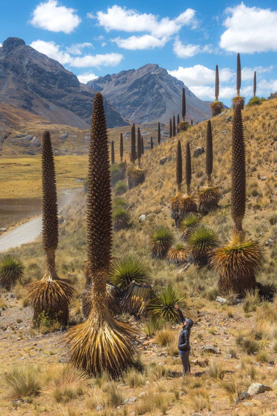 Пуйя Раймонди растение