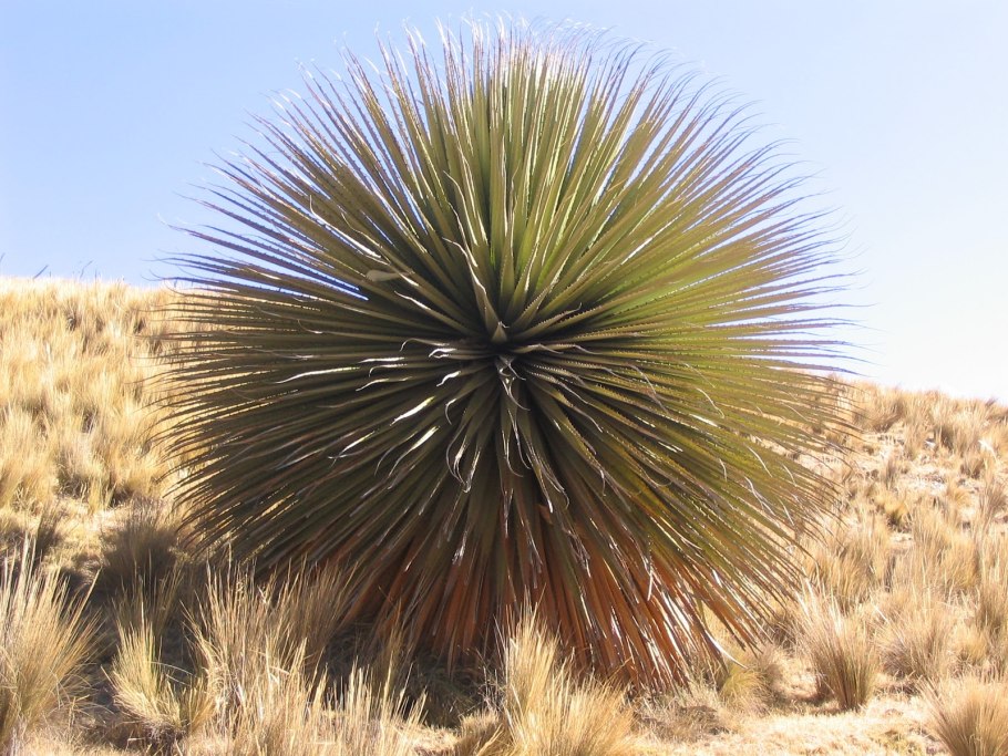 Бромелиевые Пуйя Раймонда