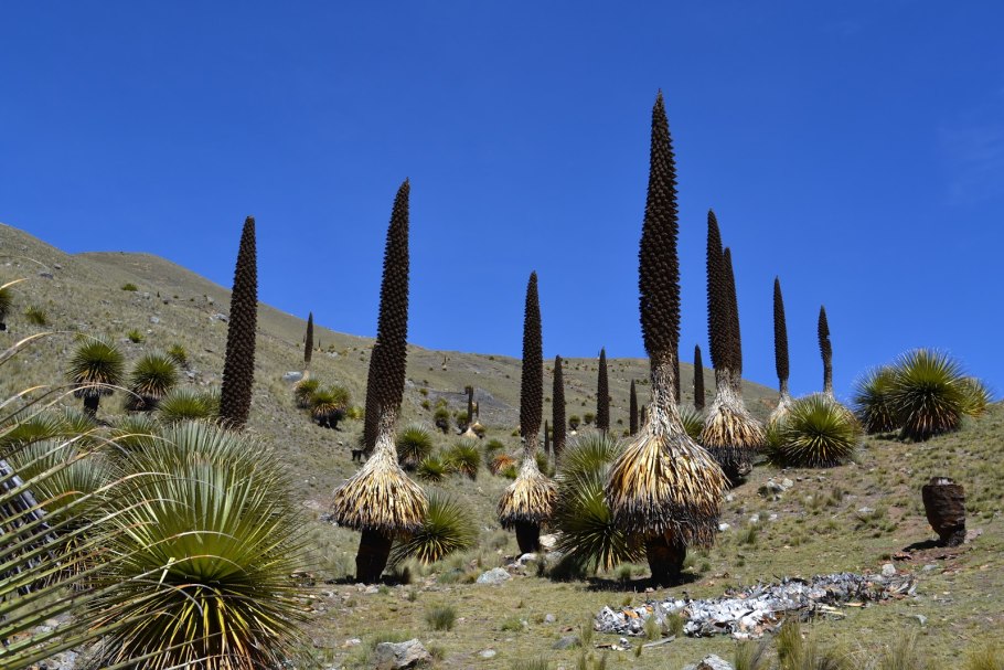 Пуйя Раймонди