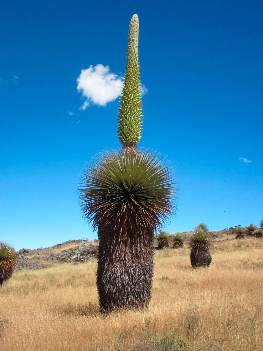 Пуйя Раймонди