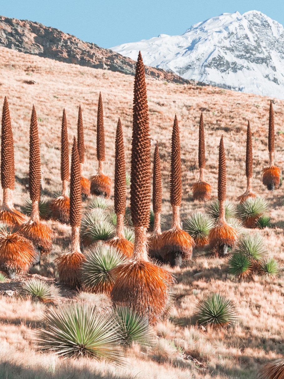 Цветок Пуйя Раймонда