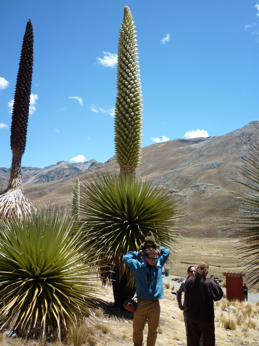 Пуйя Альпийская