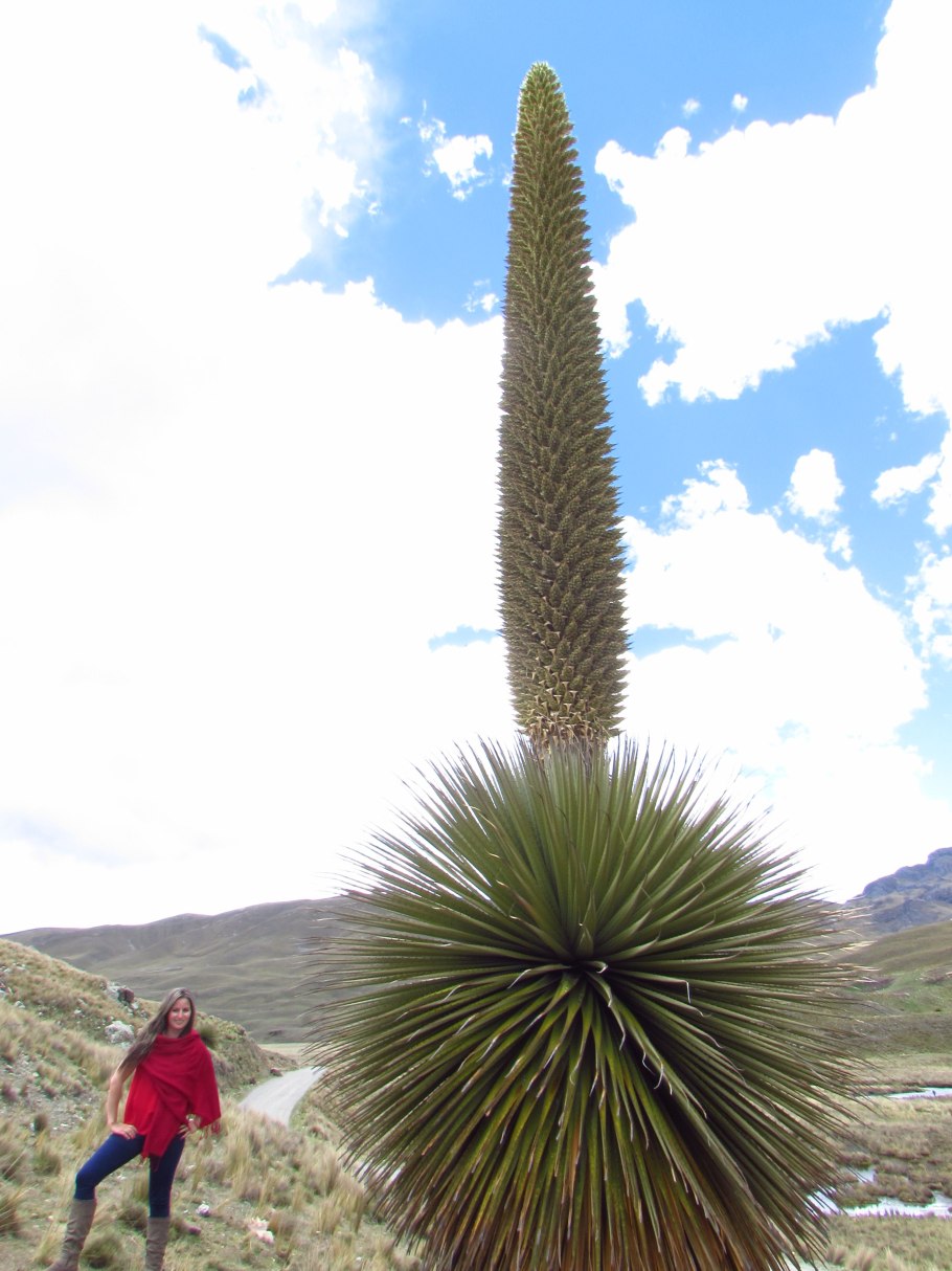Пуйя Раймонда (Puya raimondii)