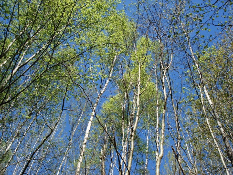Betula platyphylla дерево