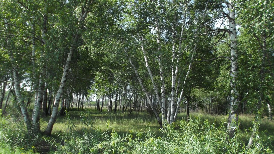 Betula platyphylla