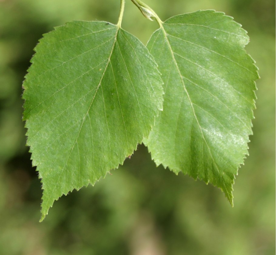 Береза распускается