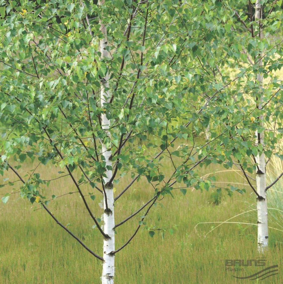 Береза маньчжурская Betula mandshurica
