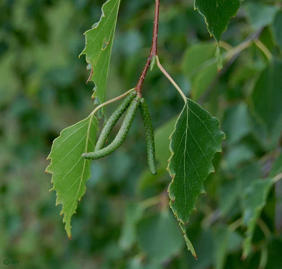 Береза повислая Betula pendula