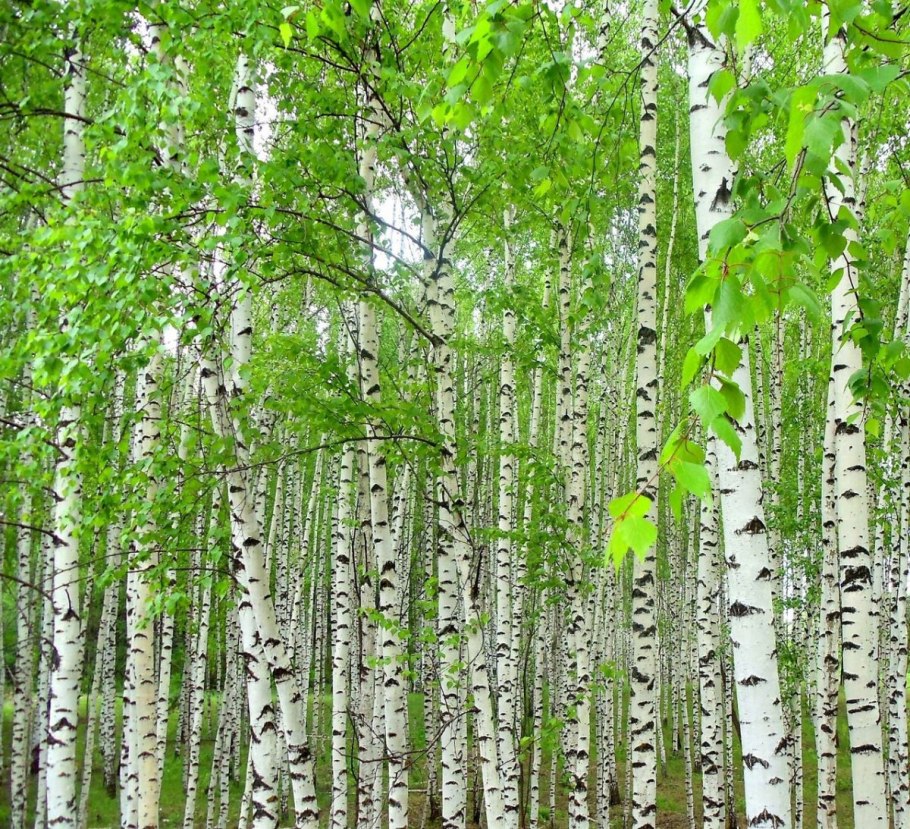 Береза японская Betula japonica