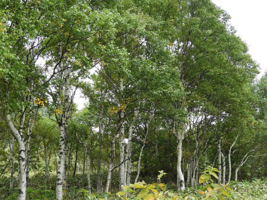 Береза Максимовича Betula maximowicziana