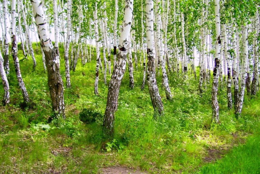 Betula pubescens листья
