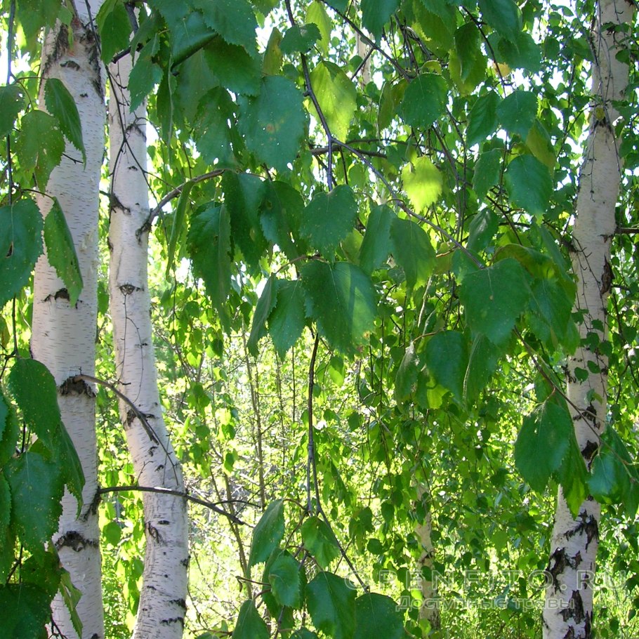 Береза повислая Бетула Пендула