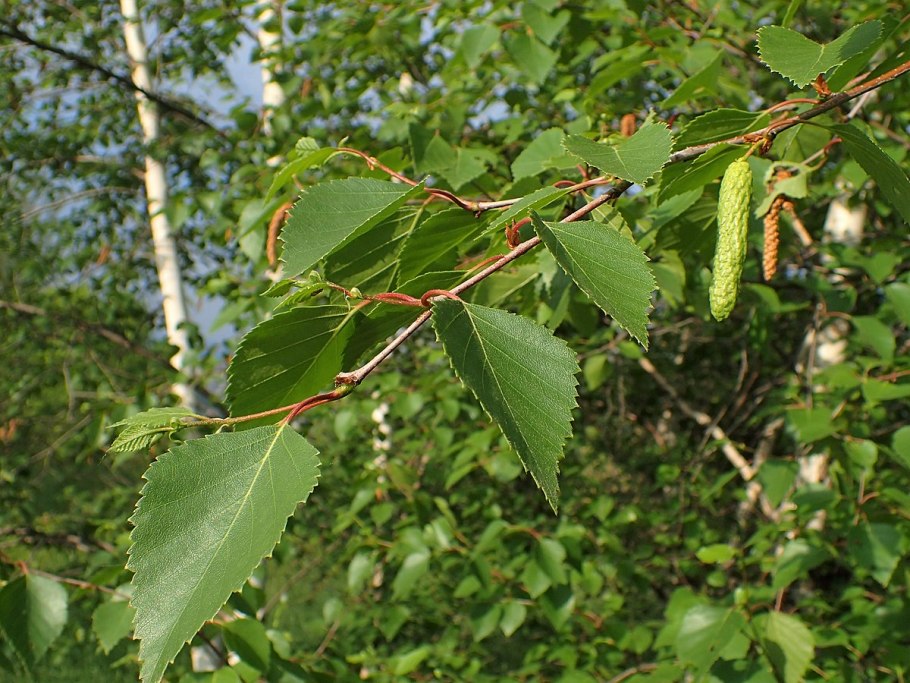 Береза маньчжурская Betula mandshurica