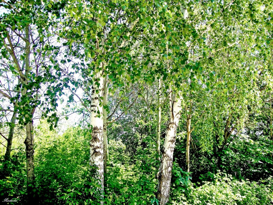 Береза пушистая Betula pubescens