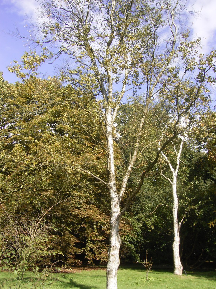 Береза японская Betula japonica