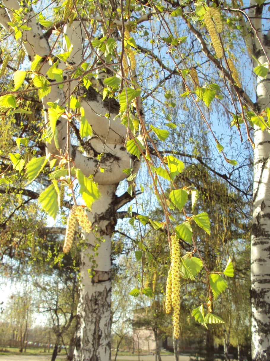 Лес Березовая роща