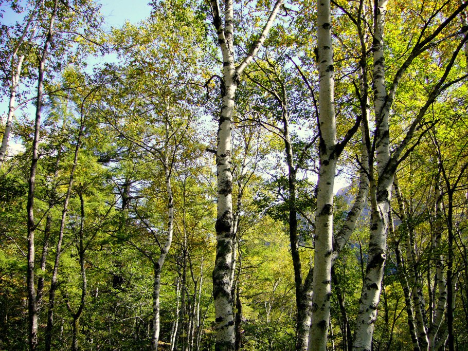 Белая плосколистная береза