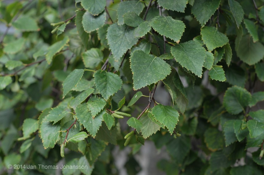 Betula platyphylla