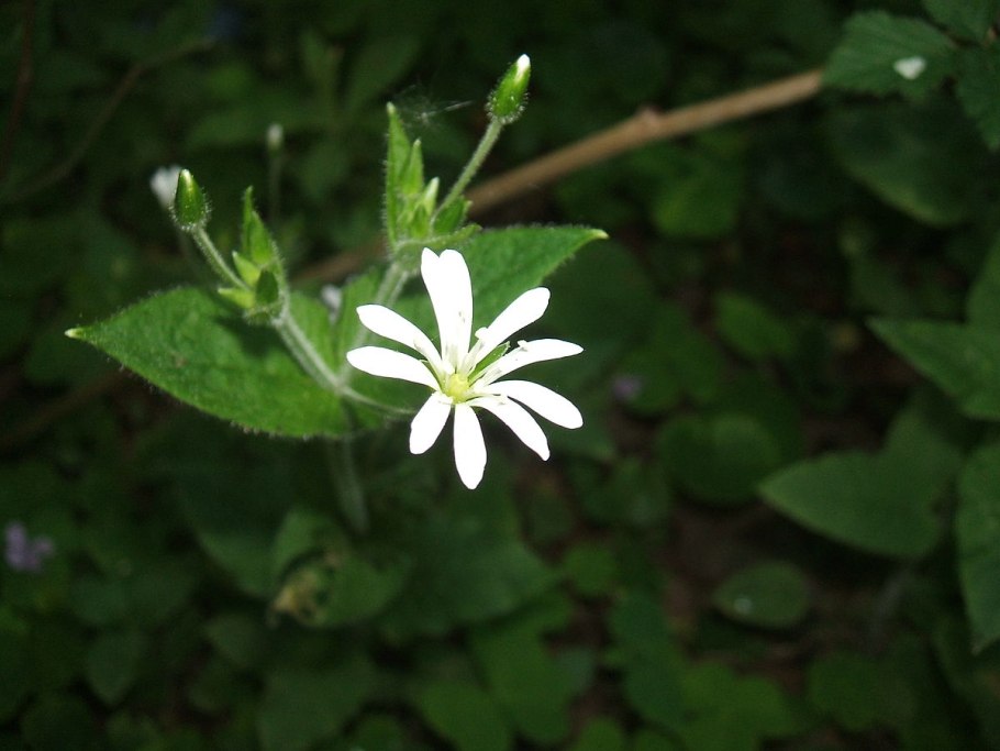 Звездчатка Развилистая