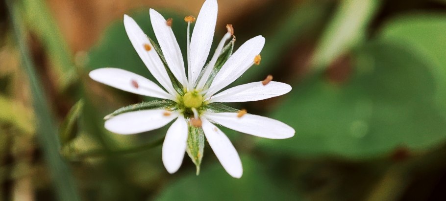 Звездчатка крупноцветная
