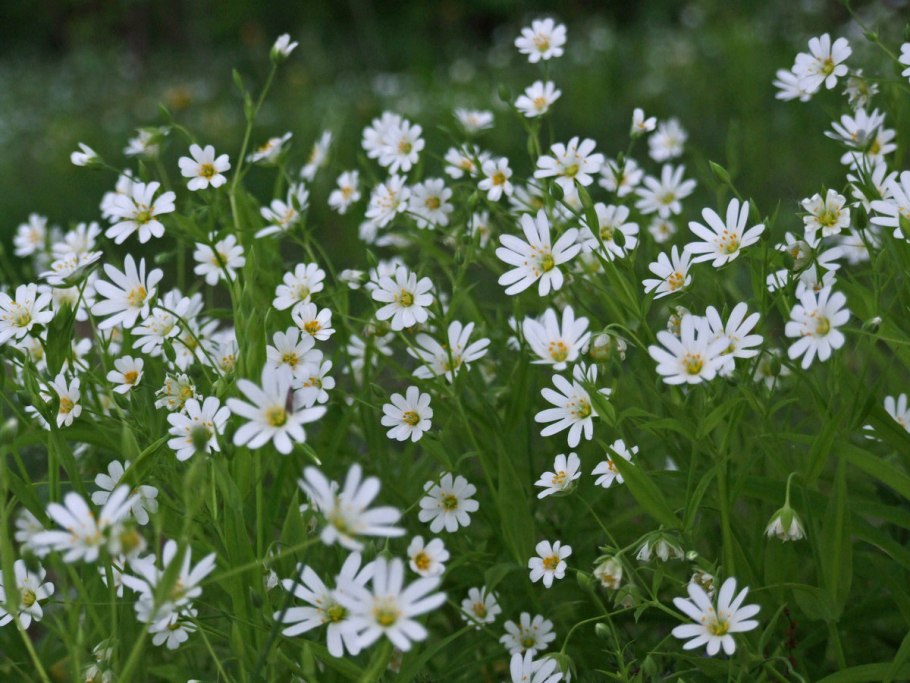 Звездчатка ланцетовидная
