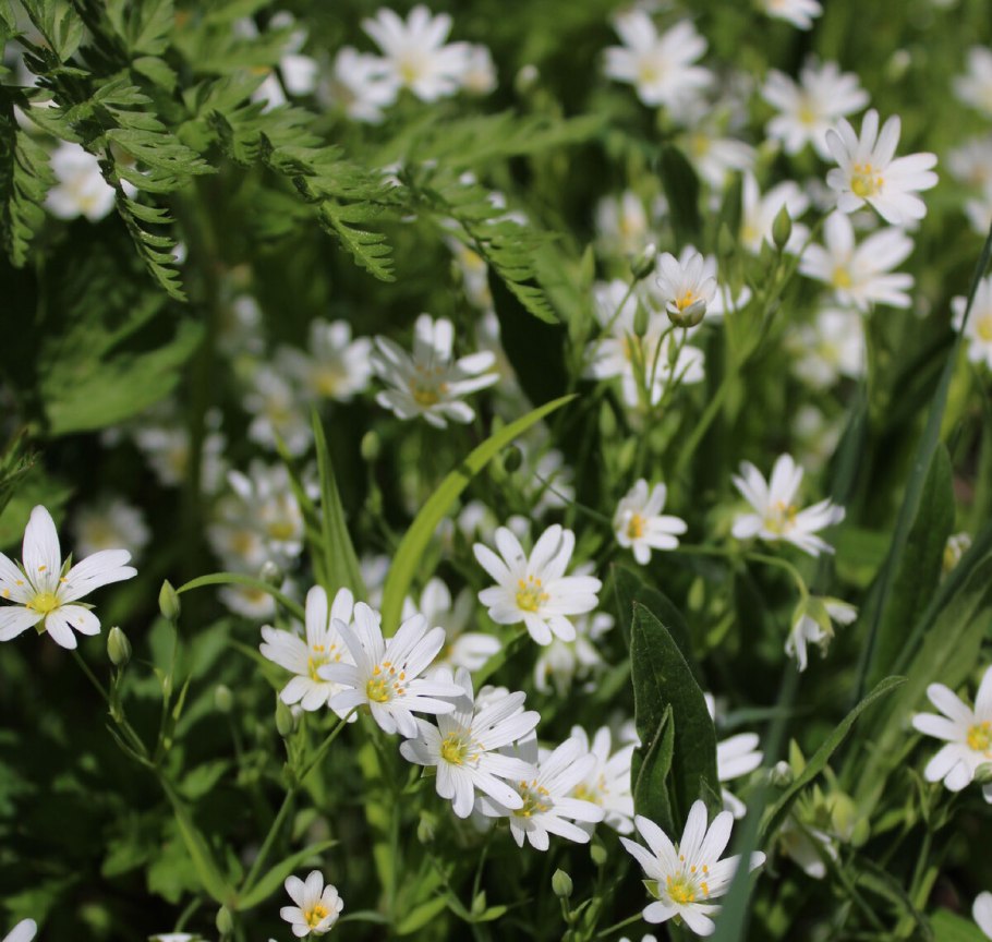 Звездчатка длиннолистная