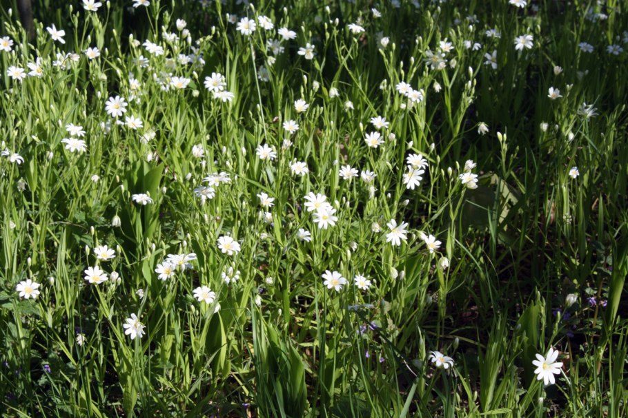 Нерпа и камбала звездчатка