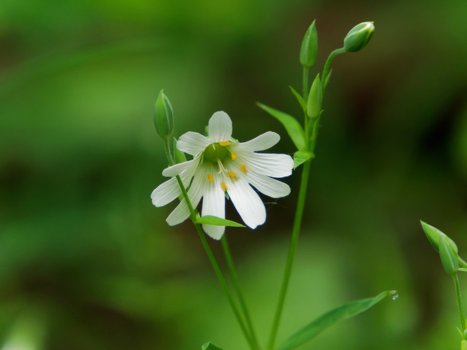 Звездчатка средняя всходы